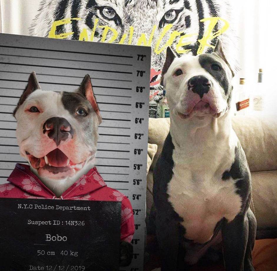 Pet Mugshot - Female