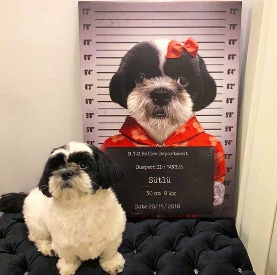 Pet Mugshot - Female