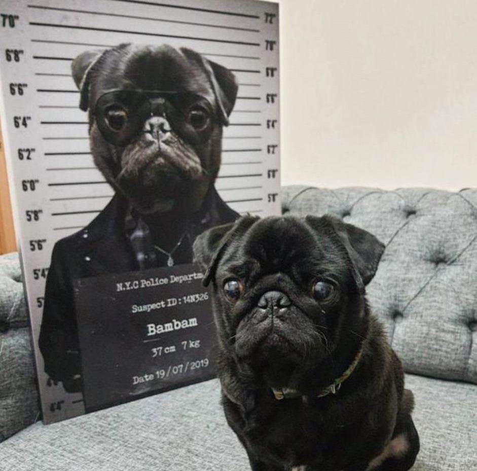 Pet Mugshot - RoyalPortraitUs