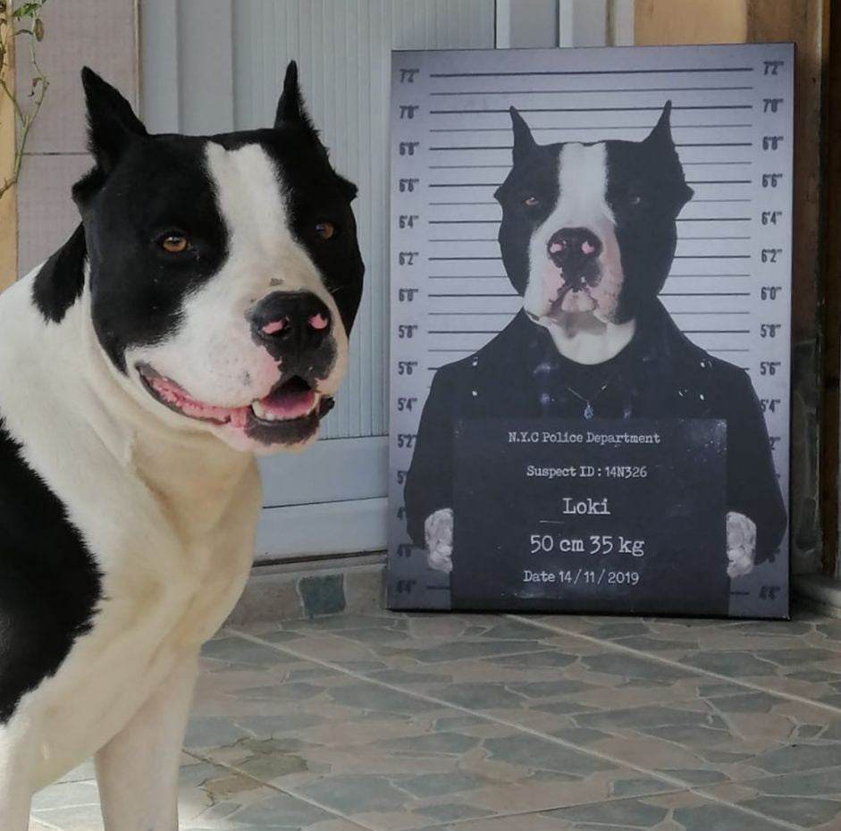 Pet Mugshot - RoyalPortraitUs