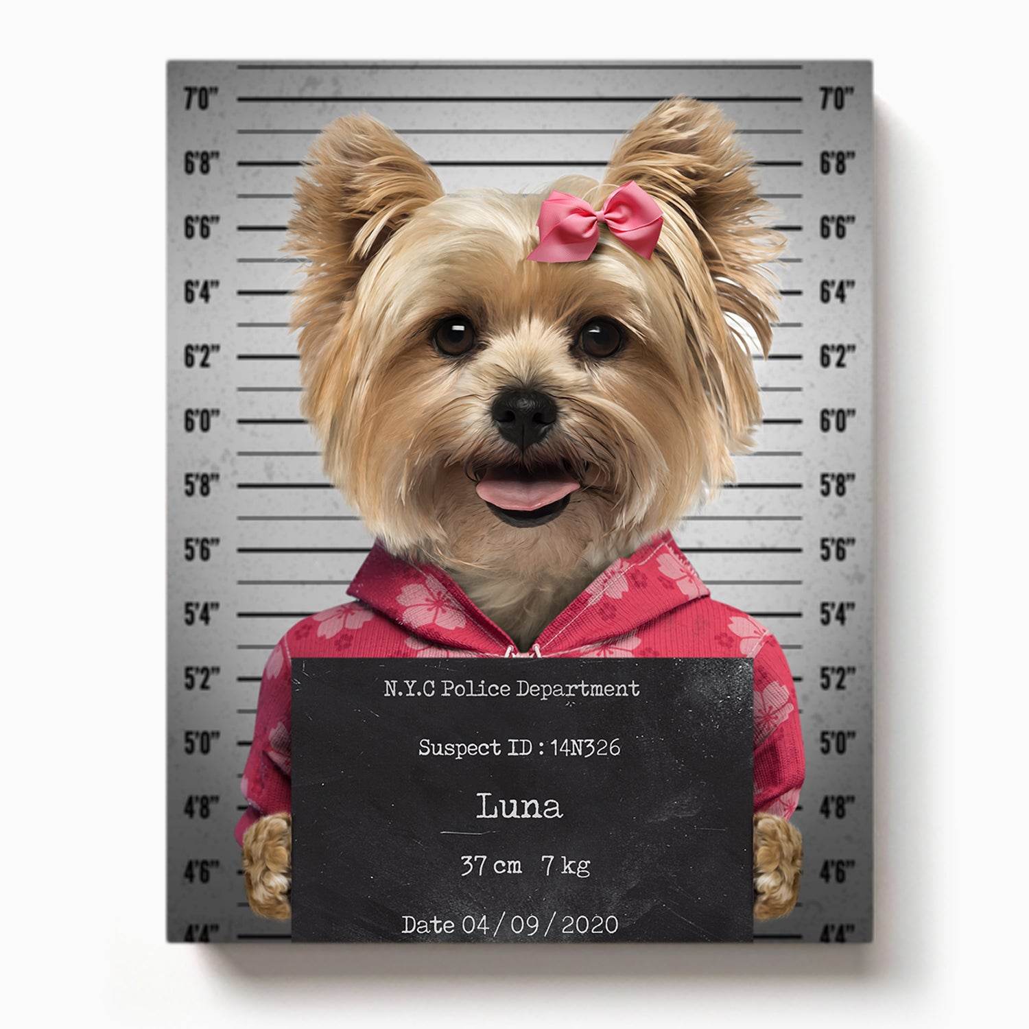  Adorable dog named Luna in a pink hoodie and bow, standing in a police mugshot lineup with a sign

